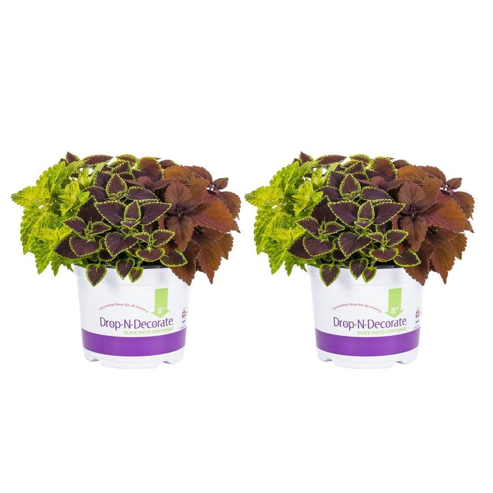 3 Qt. Drop N Decorate Coleus Mix (2-Pack) - Hercitys