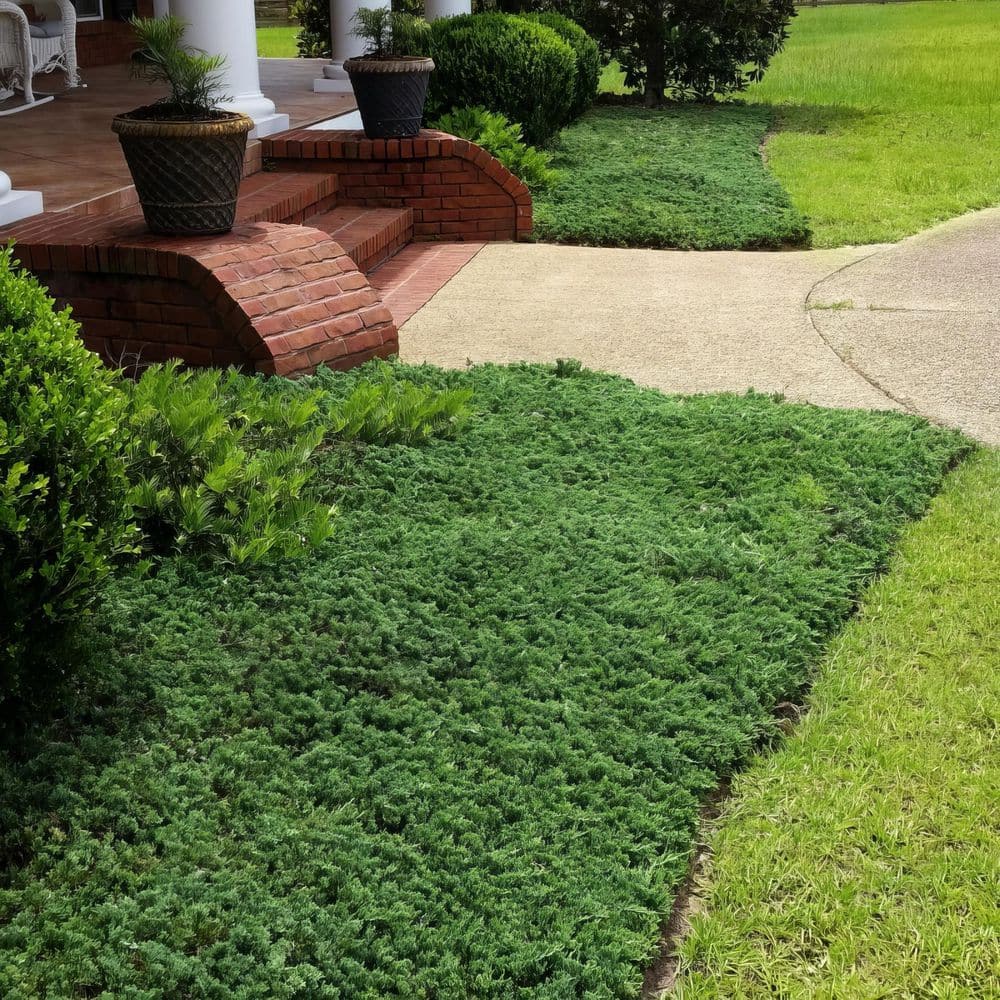 1 gal. Juniper Blue Rug Shrub (8-Pack) - Hercitys