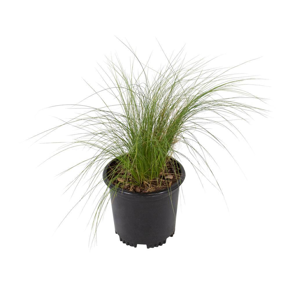 2 QT. Ornamental Nasella Mexican Feather Grass Garden Perennial Shrub Plant in Grower Pot - Hercitys