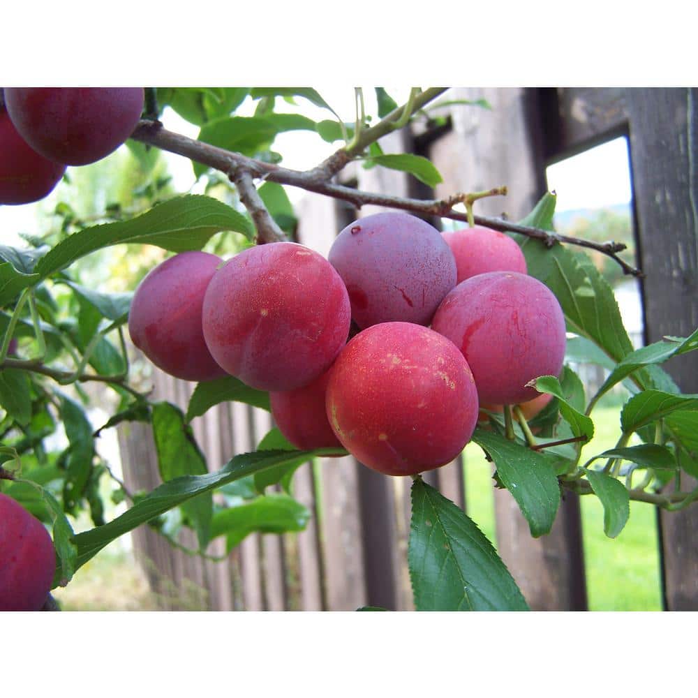 3 ft. Bubblegum ‘Toka’ Plum Tree - Hercitys