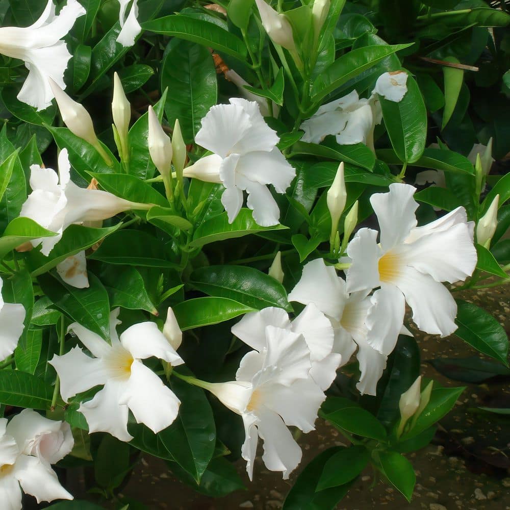 4 in. Mandevilla Plant with White Flowers (3-Pack) - Hercitys