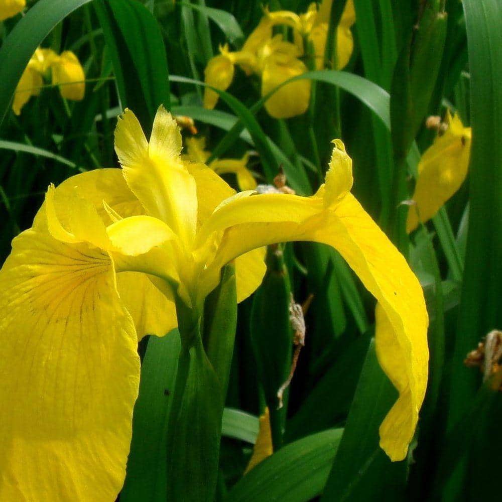 4 in. Potted Bog/Marginal Pond Plant – Yellow Flag Iris - Hercitys