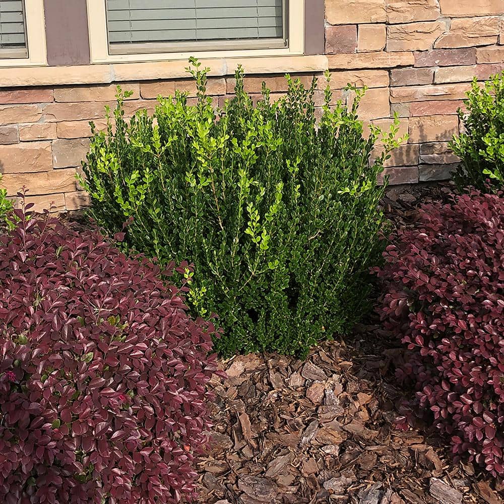 2.25 Gal. Wintergreen Boxwood Shrub Plant - Hercitys