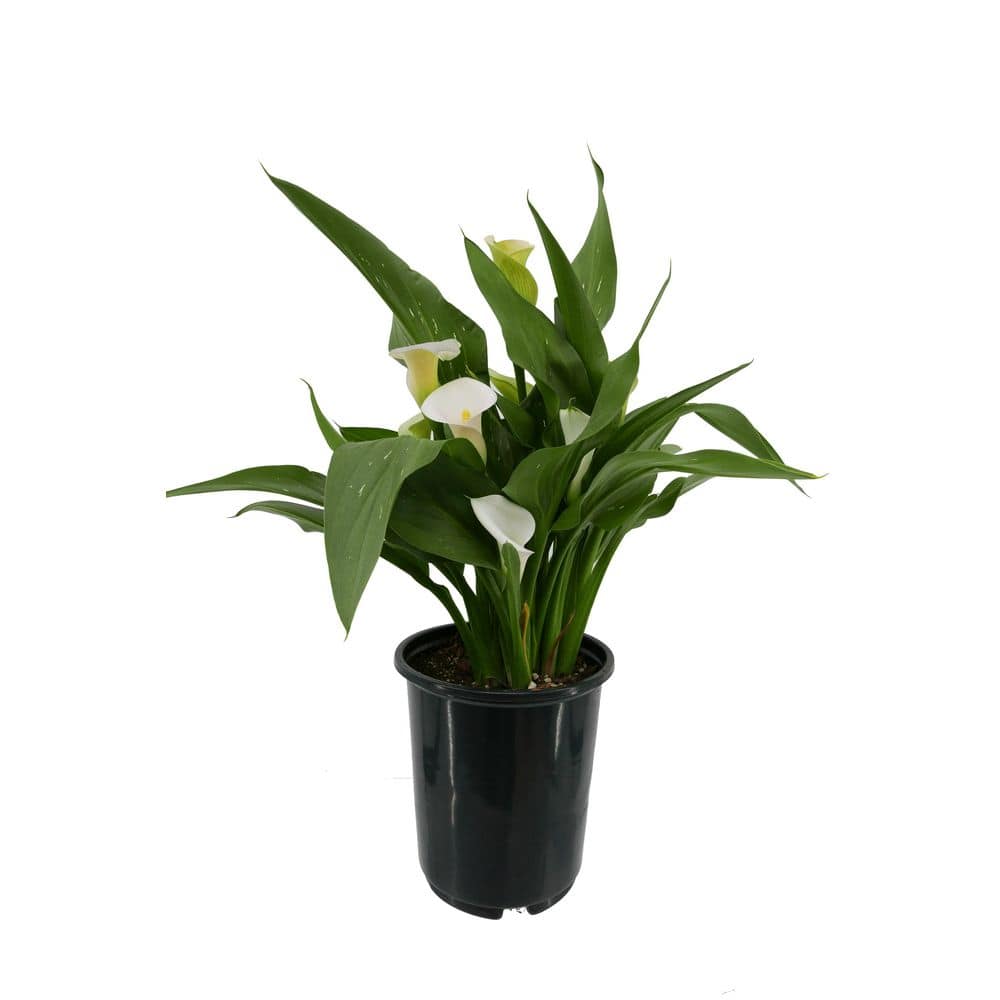 2.5 Qt. Perennial Calla Lily White (1-Pack) - Hercitys