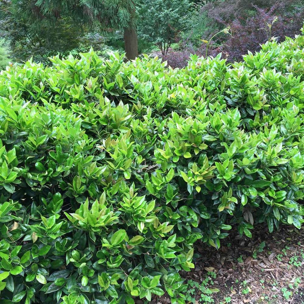 2.25 Gal. Carissa Holly Plant - Hercitys