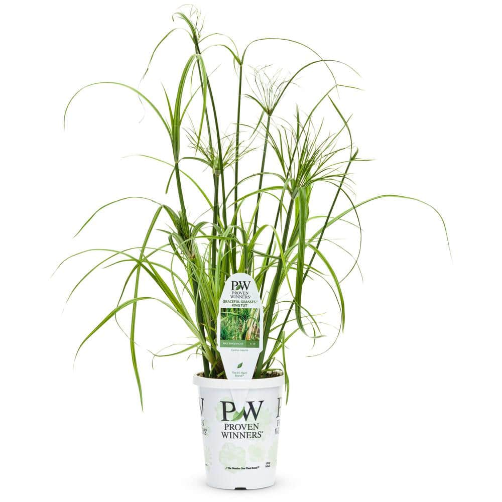 2.5 qt. Cyperus papyrus Prince Tut Perennial Plant with No Flowers-(1-Pack) - Hercitys