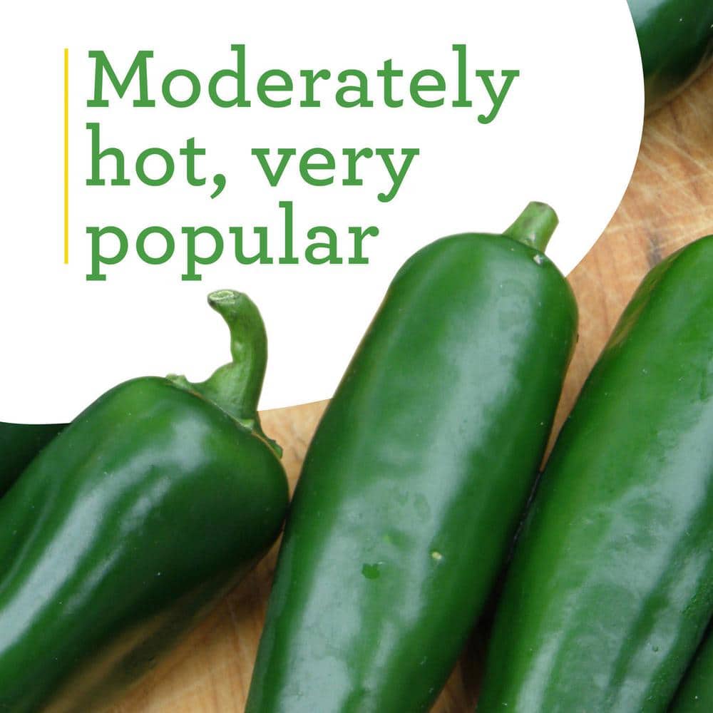 19 oz. Hot Jalapeno Pepper Plant (2-Pack) - Hercitys