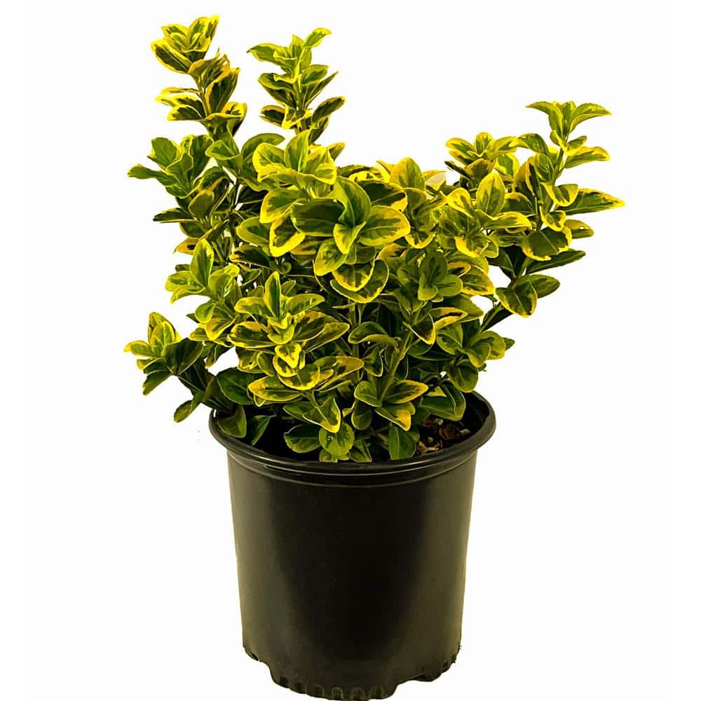 2.5 qt. Golden Euonymus (Euonymus J. ‘Aureo-marginatus’) Evergreen Shrub with Yellow-Green Variegated Foliage (1-Each) - Hercitys