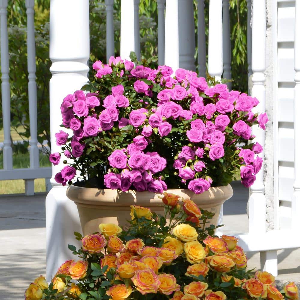 2 gal. Rose Lavender Jewel with Purple Flowers - Hercitys