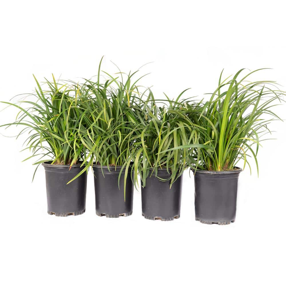 #1 Container Lily Turf Grass Perennial Plant (4-Pack) - Hercitys