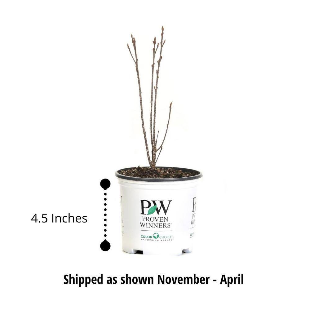 4.5 in. Qt. Amazing Daisies Banana Cream Shasta Daisy (Leucanthemum) Live Plant in Yellow Flowers - Hercitys