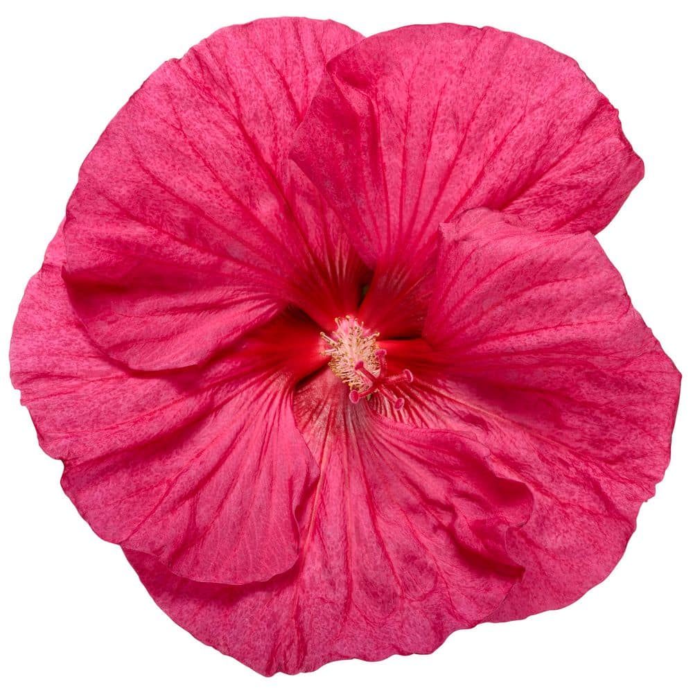 2 Gal. Summerific Evening Rose Rose Mallow (Hibiscus Hybrid) Live Perennial Plant with Pink Flowers - Hercitys