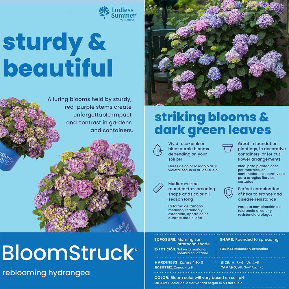 1 Gal. Bloomstruck Reblooming Hydrangea Shrub with Pink and Purple Flowers (2-Pack) - Hercitys
