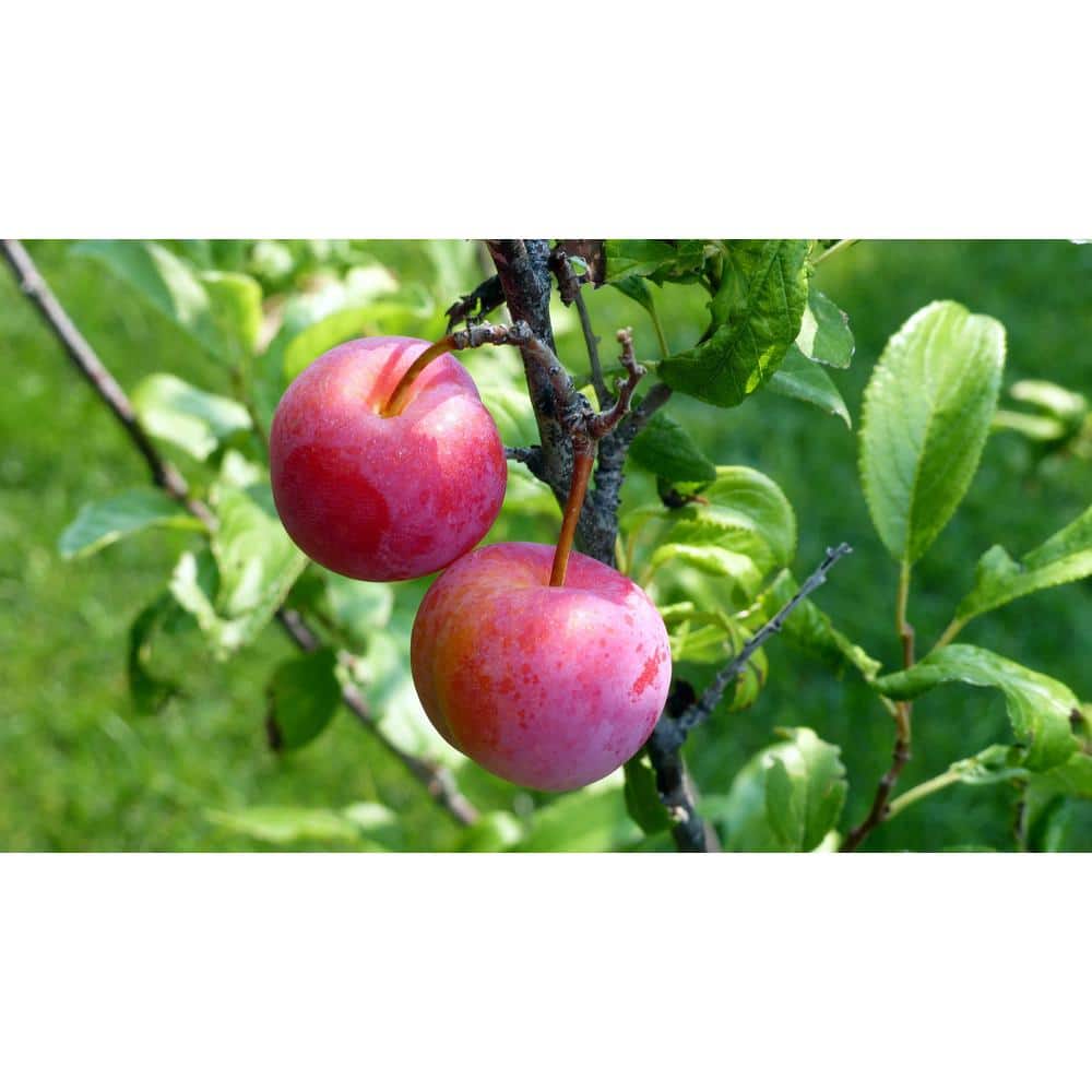 3 ft. Bubblegum ‘Toka’ Plum Tree - Hercitys