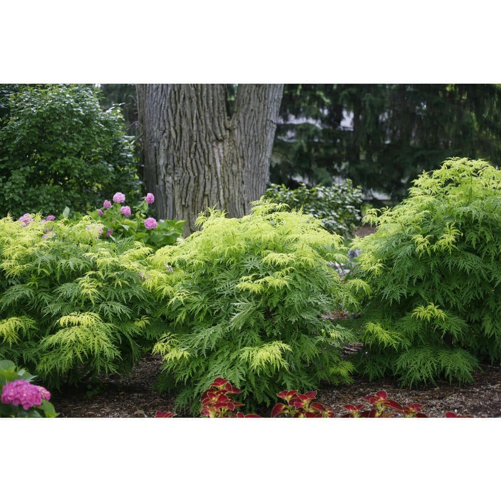 2 Gal. Lemony Lace Elderberry (Sambucus) Bright Yellow Foliage and White Flowers, Fall Red Berries - Hercitys