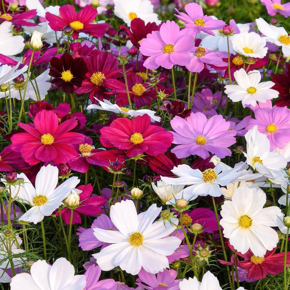 3.5 in. Cosmos Pollinator Plant Seed Grow Kit - Hercitys