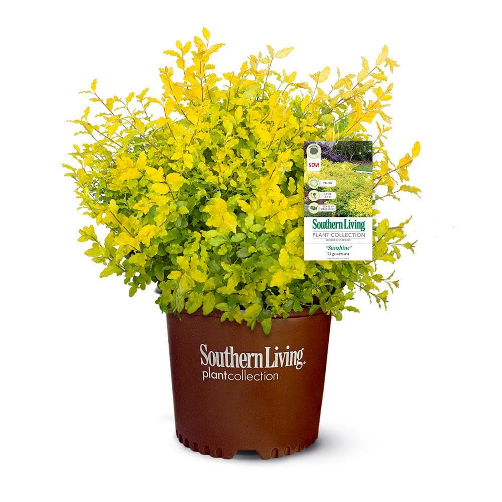 2 Gal. Sunshine Ligustrum, Evergreen Shrub, Bright Golden-Yellow Foliage - Hercitys