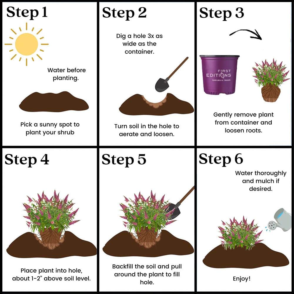 2 gal. Trippy Pink Buddleia Shrub with Hot Pink Blooms - Hercitys