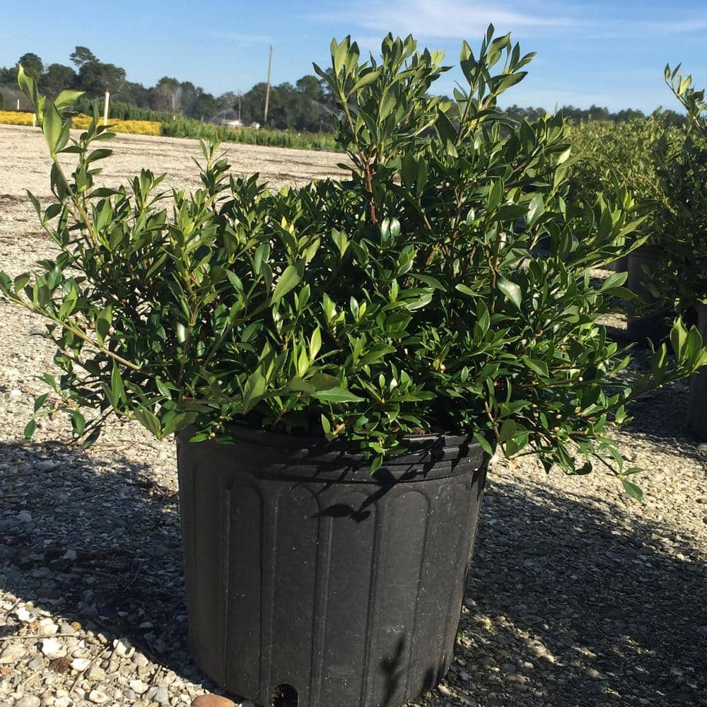 2.5 Gal – Radicans Gardenia, Live Evergreen Shrub, White Fragrant Blooms - Hercitys