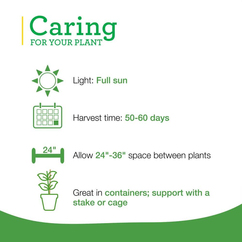 19 oz. Ichiban Eggplant Plant (2-Pack) - Hercitys