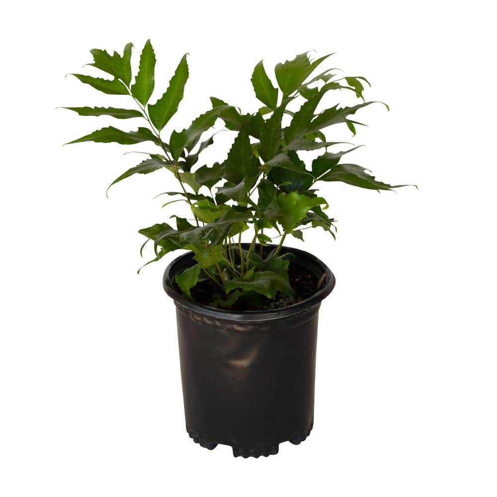 2.5 Qt. Holly Fern, Live Evergreen Plant, Emerald Green Foliage - Hercitys