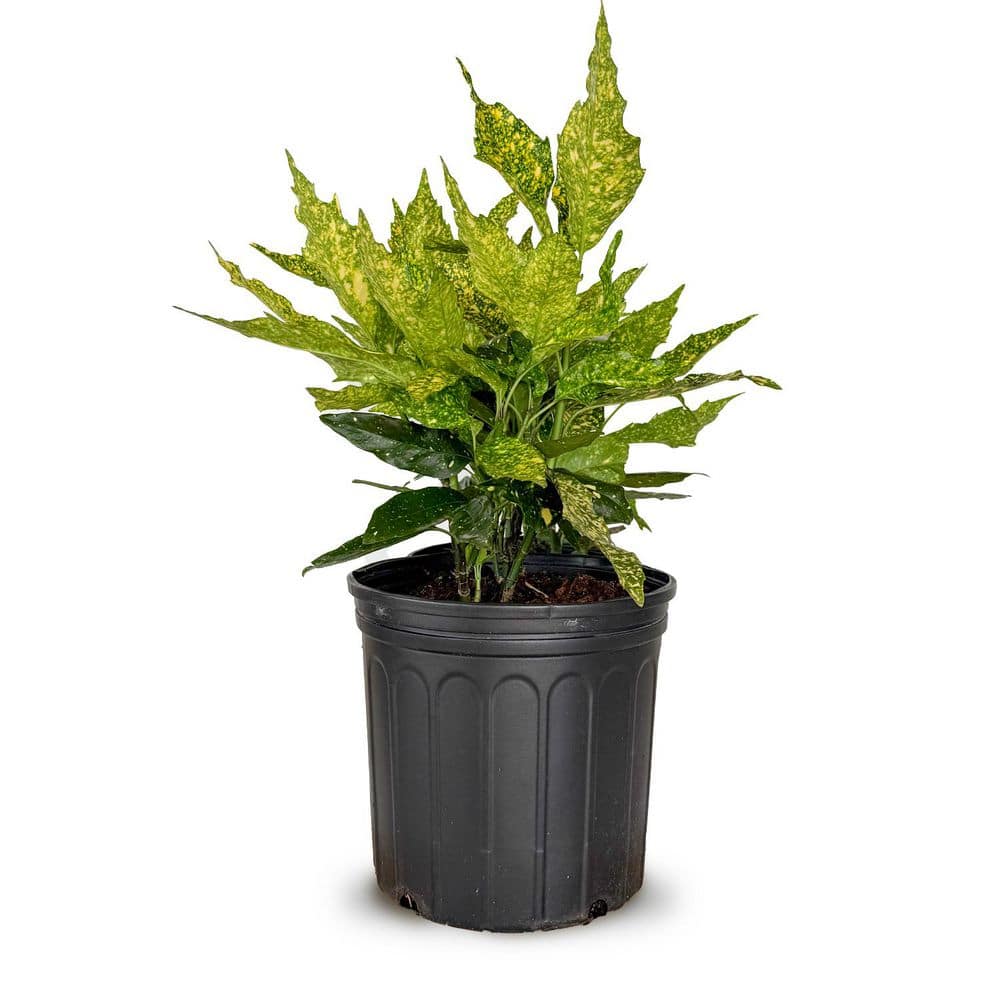 2.5 Gal – Variegated Gold Dust Aucuba, Live Evergreen Shrub Plant - Hercitys