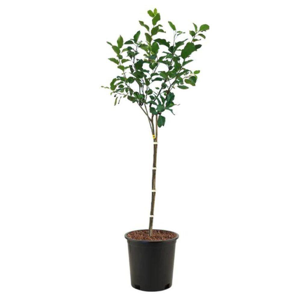 5 gal. Gold Rush Apple Tree - Hercitys