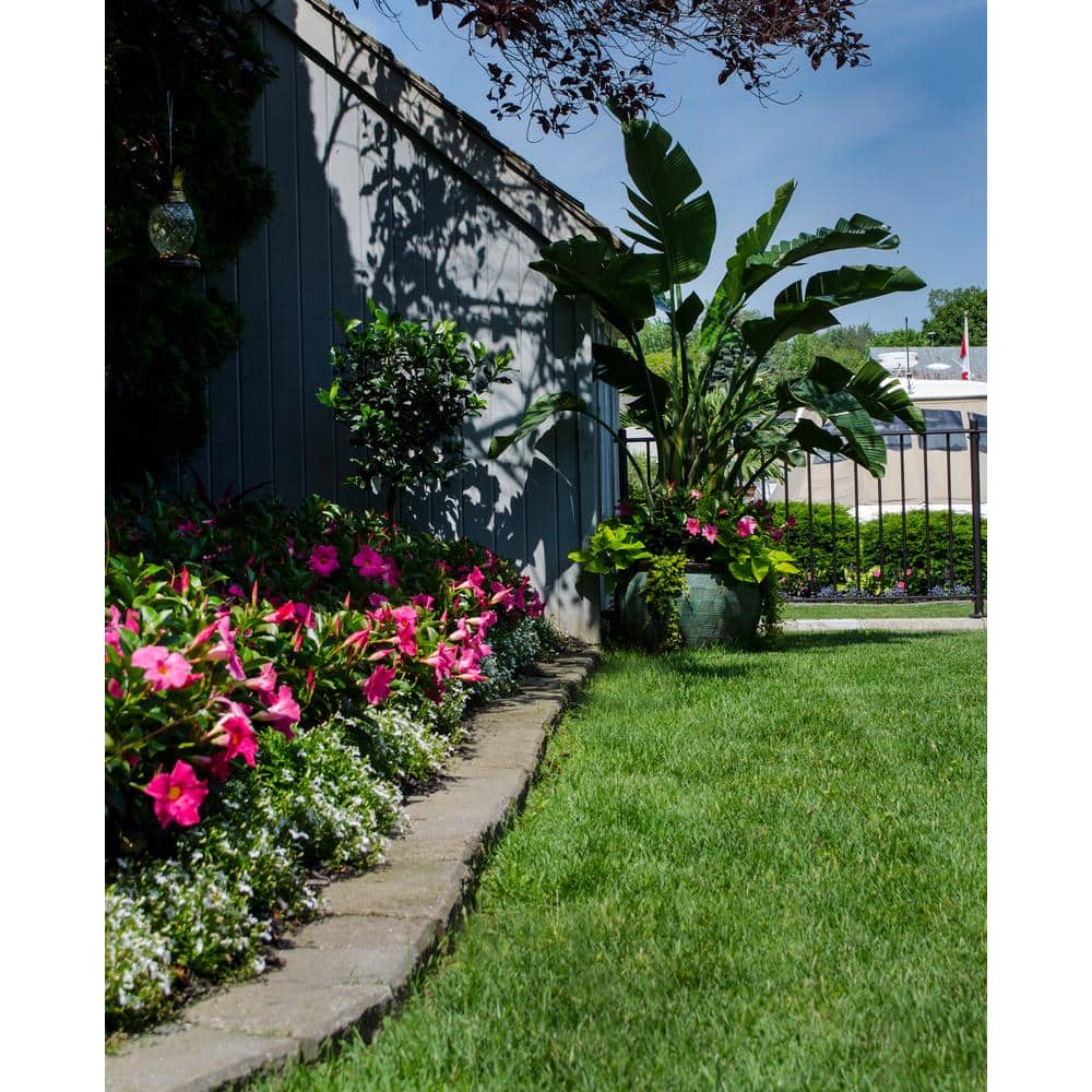 1.5 Pint Dipladenia Flowering Annual Shrub with Pink Flowers - Hercitys