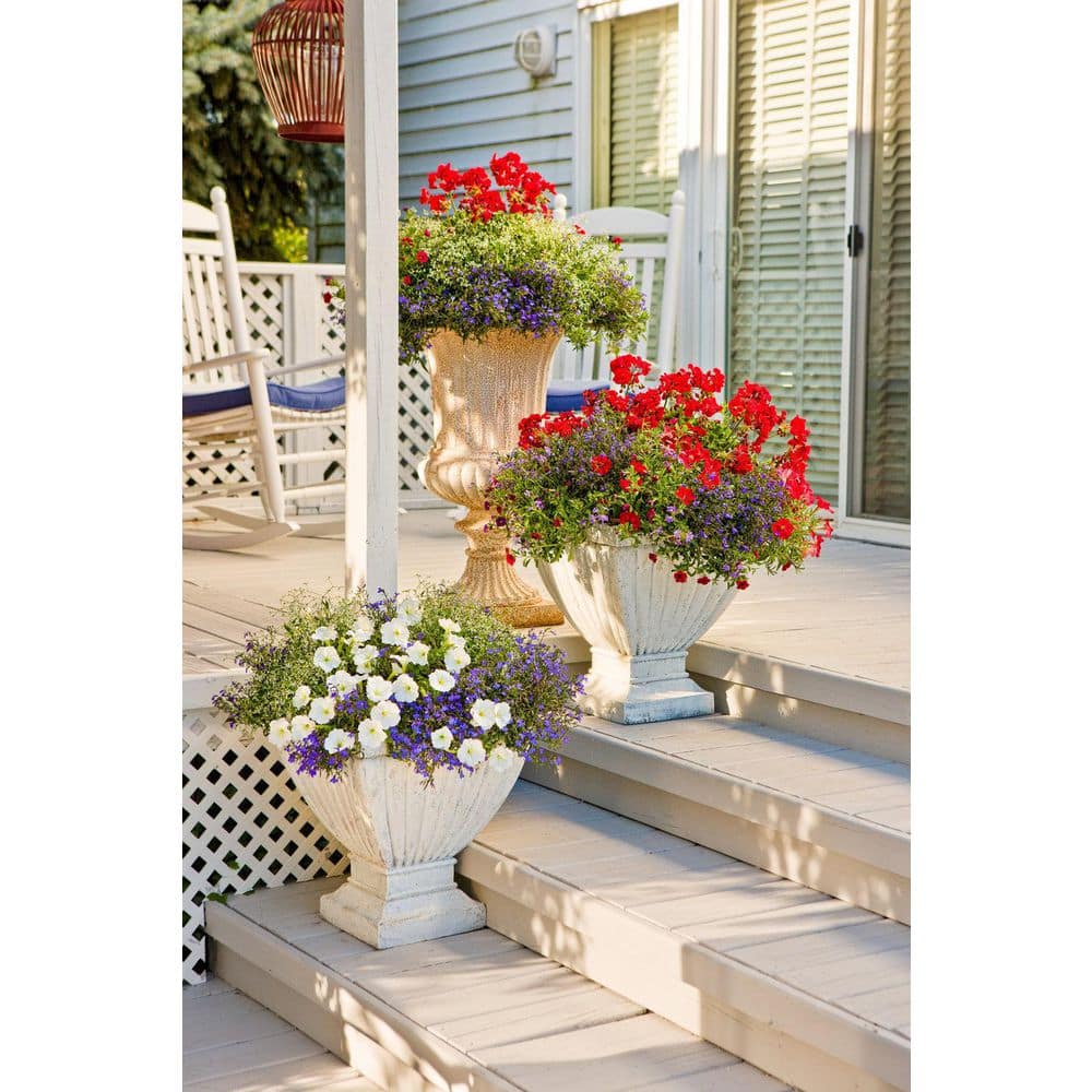 4.25 in. Eco+Grande Whirlwind Blue Fan Flower (Scaevola) Live Plant, Blue-Purple Flowers (4-Pack) - Hercitys