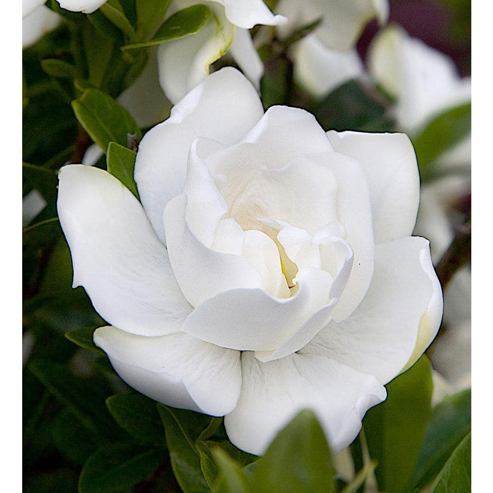 2.5 Qt. Jubilation Gardenia, Live Evergreen Shrub, White Fragrant Blooms - Hercitys