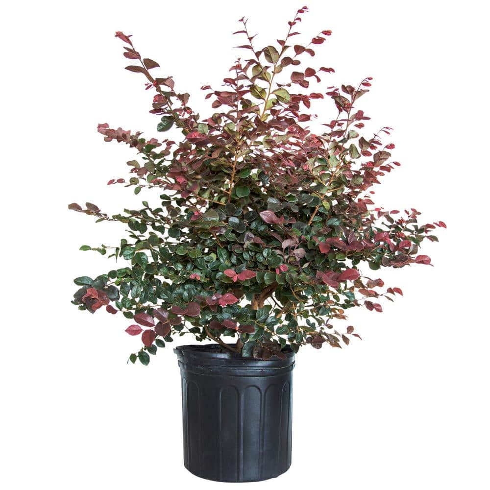 2.5 Gal – Ruby Loropetalum – Live Evergreen Shrub with Purple Foliage - Hercitys