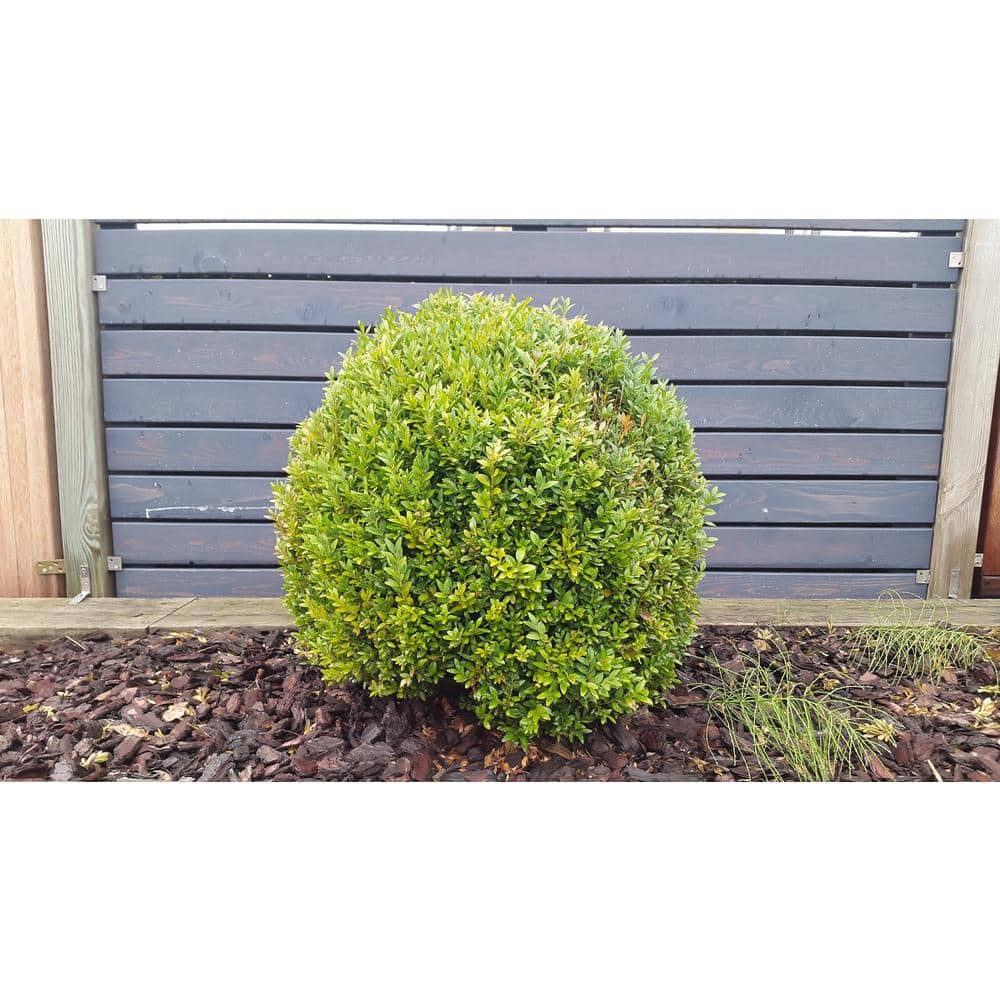 1 Gal. Winter Gem Boxwood Shrub Beautiful, Hardy, Especially Colorful in Winter - Hercitys