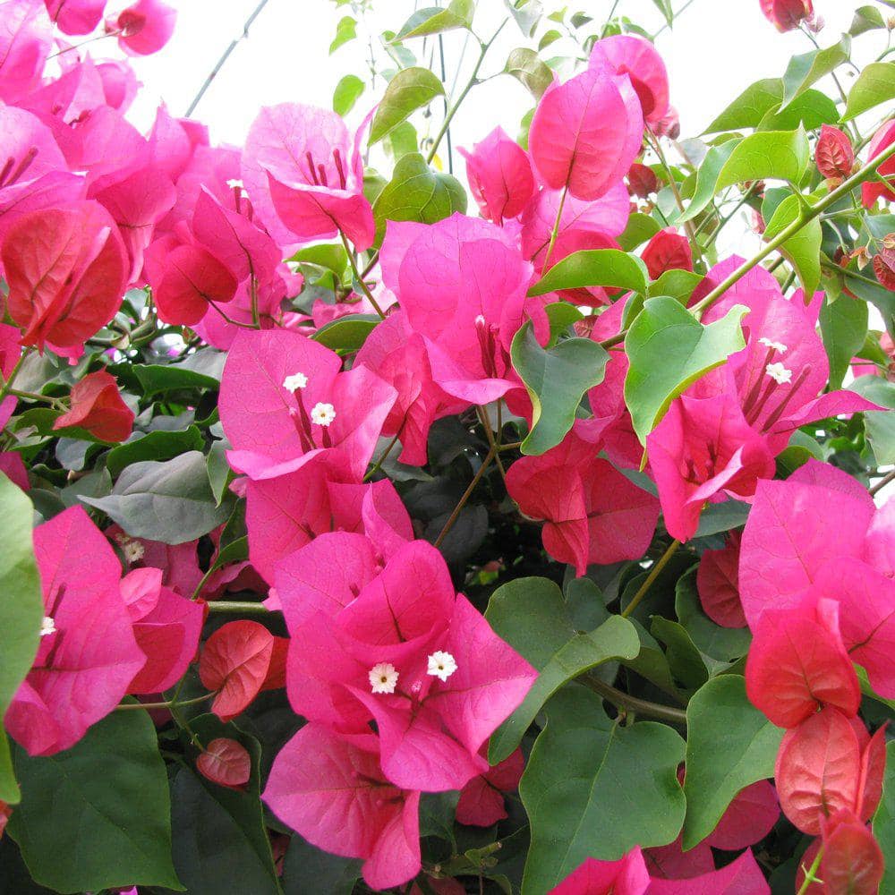 2 Gal. Barbara Karst Bougainvillea Plant with Pink Flowers - Hercitys