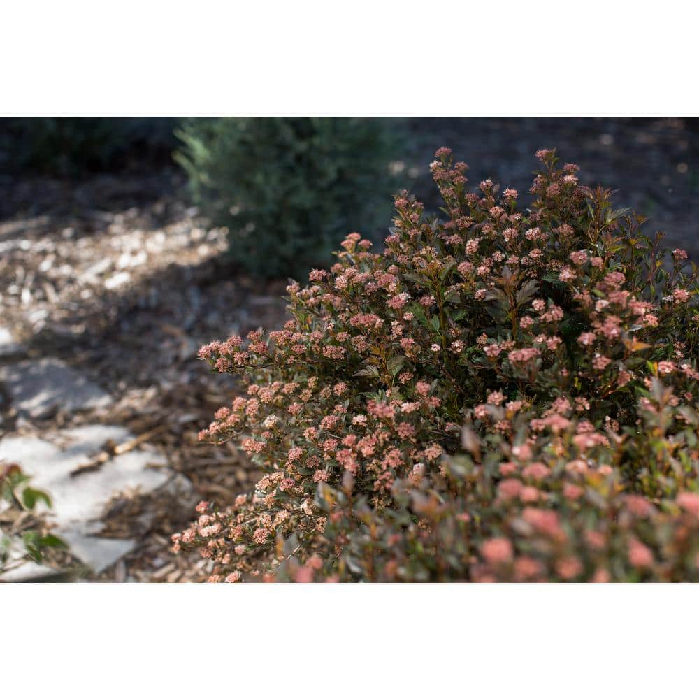 2 Gal. Little Devil Ninebark Shrub with Dark Foliage - Hercitys