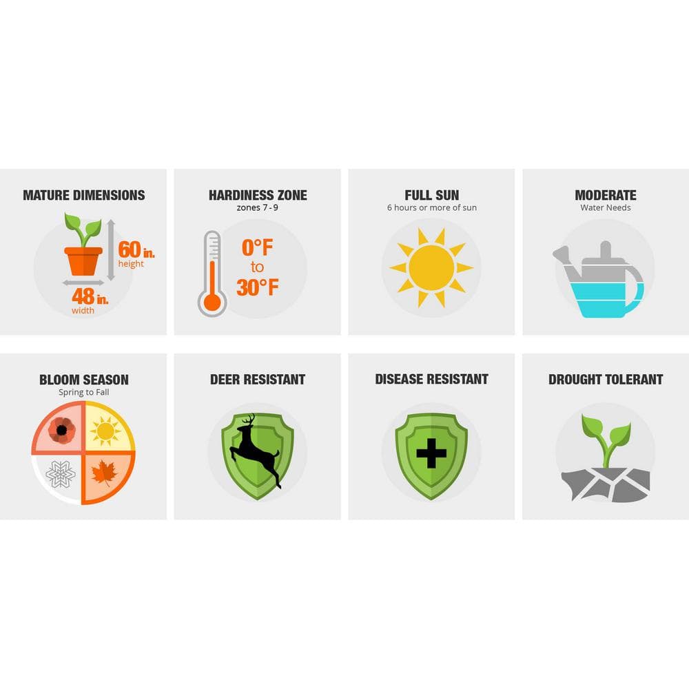 1 Gal. Autumn Moonlight – White Re-Blooming Compact Evergreen Shrubs - Hercitys