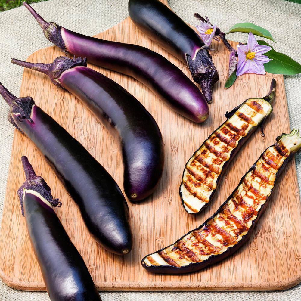 19 oz. Ichiban Eggplant Plant (2-Pack) - Hercitys