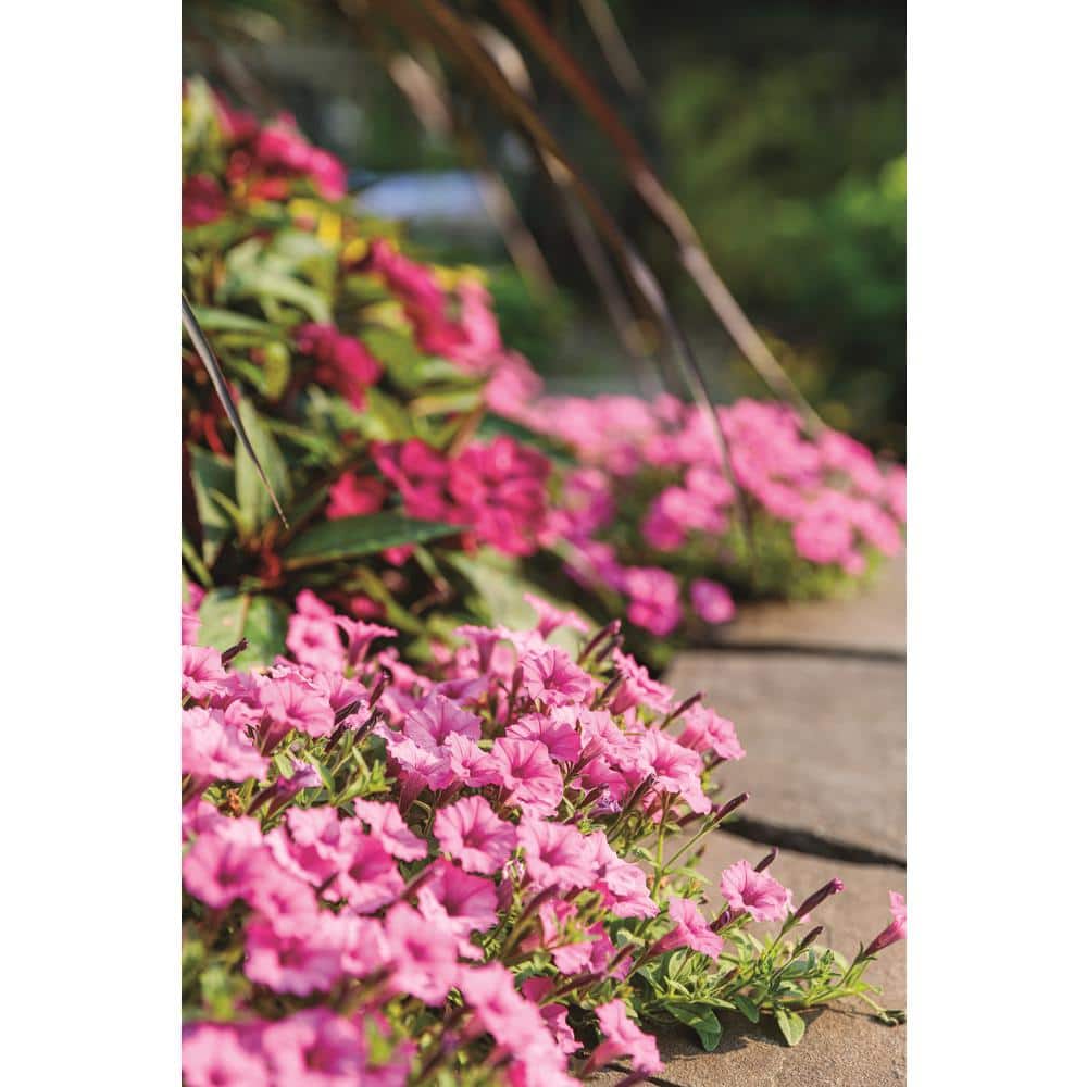 4.25 in. Eco Plus Grande, Supertunia Mini Vista Hot Pink (Petunia), Live Annual Plant, with Pink Flowers (4-Pack) - Hercitys