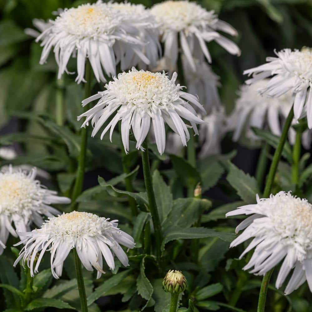 2.5 in. Shasta Daisy Carpet Angel Plant (3-Pack) - Hercitys