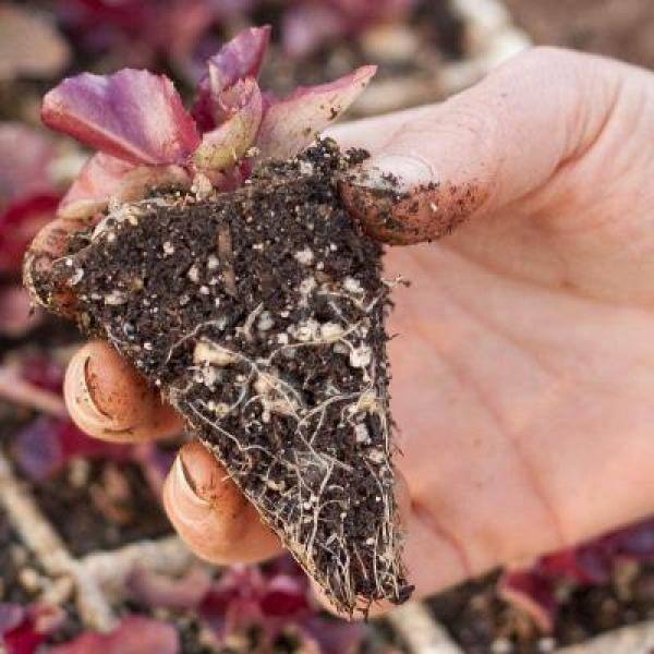 242 Plugs Hydroponic Seeding Tray (2-Pack) - Hercitys