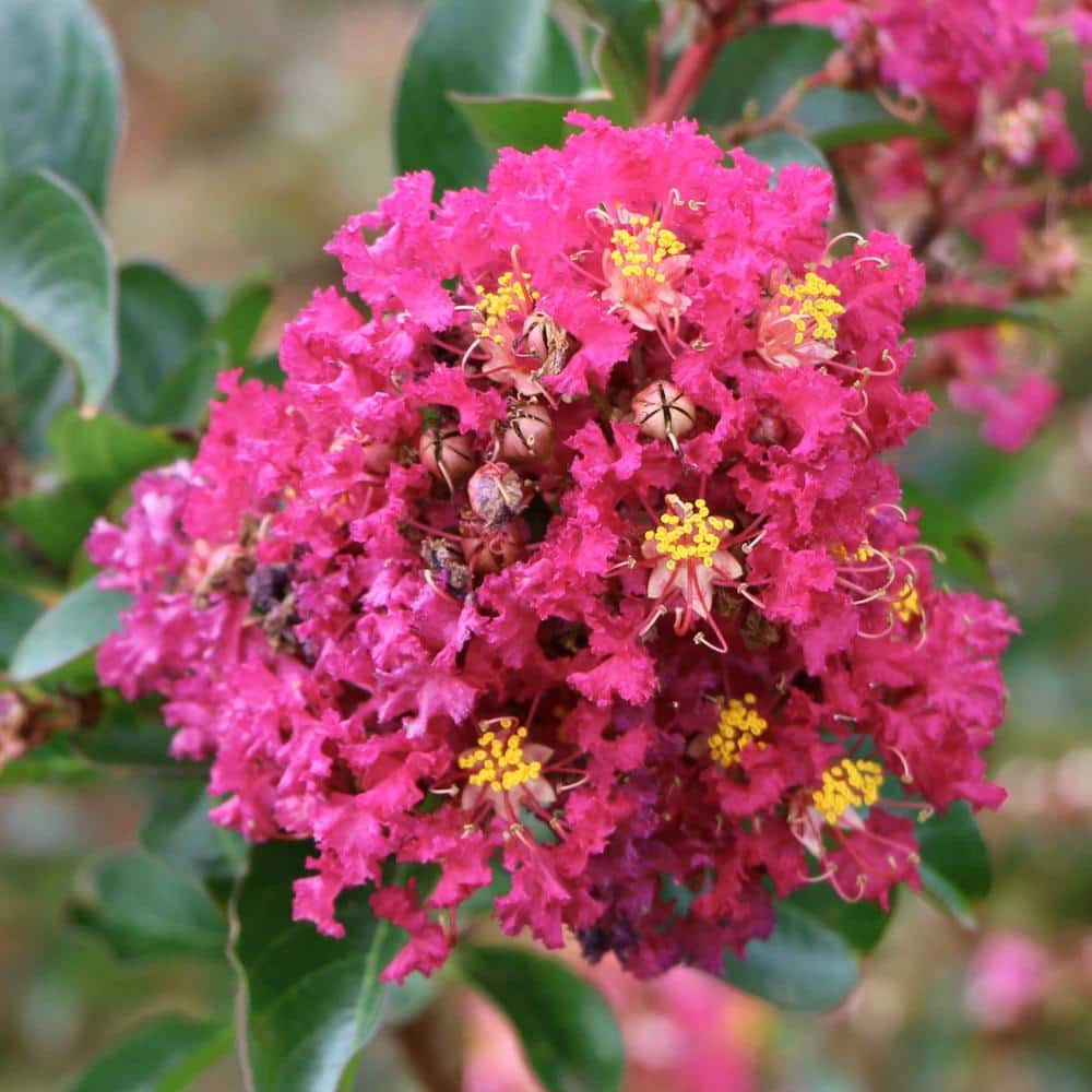 3 gal. Crape Myrtle Miami Shrub with Pink Flowers - Hercitys