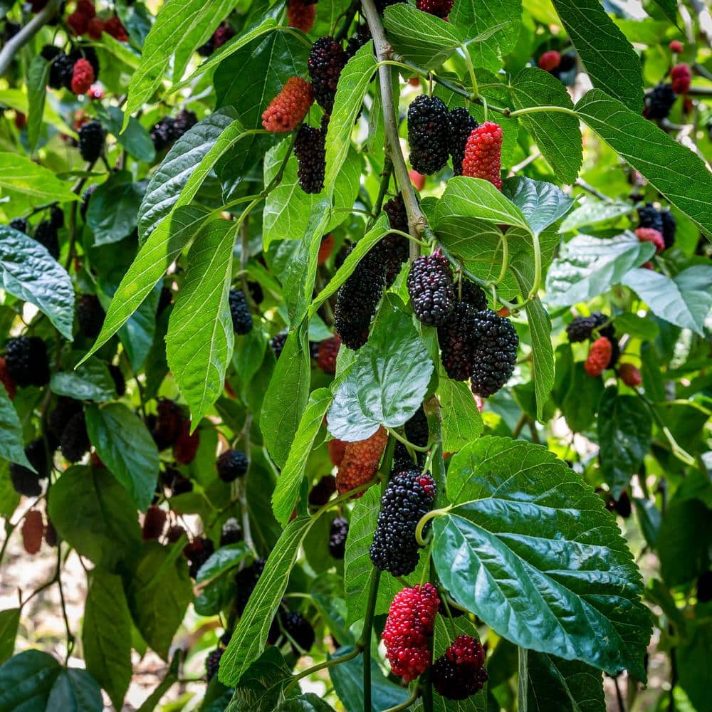 4 in. Dwarf Mulberry Mojo Plant (3-Pack) - Hercitys
