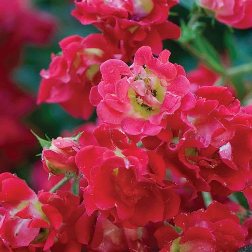 3 Gal. Red Drift Rose Bush with Red Flowers - Hercitys