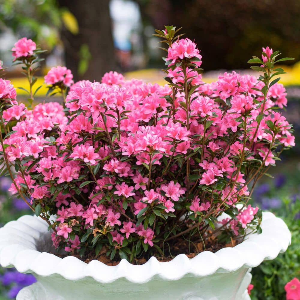 2.5 Quart Azalea ‘Pink Ruffle’ Flowering Shrub with Pink Flowers - Hercitys