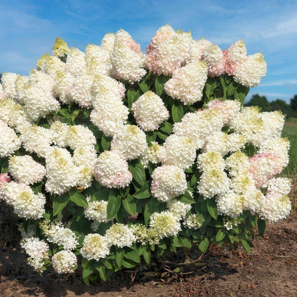 3 gal. Hydrangea Sweet Starlight Shrub with White and Pink Flowers - Hercitys