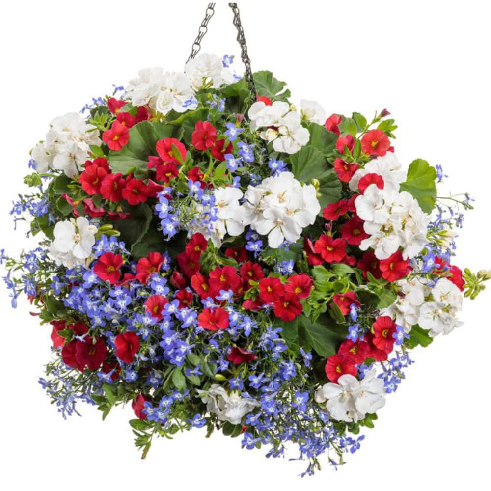 4.25 in. Eco+ Grande Boldly White Geranium (Pelargonium Interspecific) Live Annual Plant with White Flowers 4-Pack - Hercitys