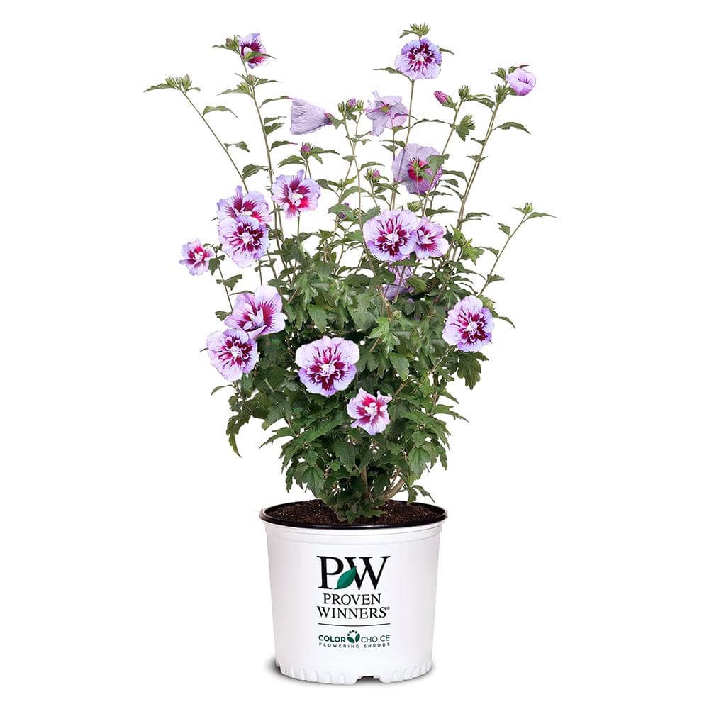 2 Gal. Purple Pillar Rose of Sharon (Hibiscus) Plant with Purple Flowers - Hercitys
