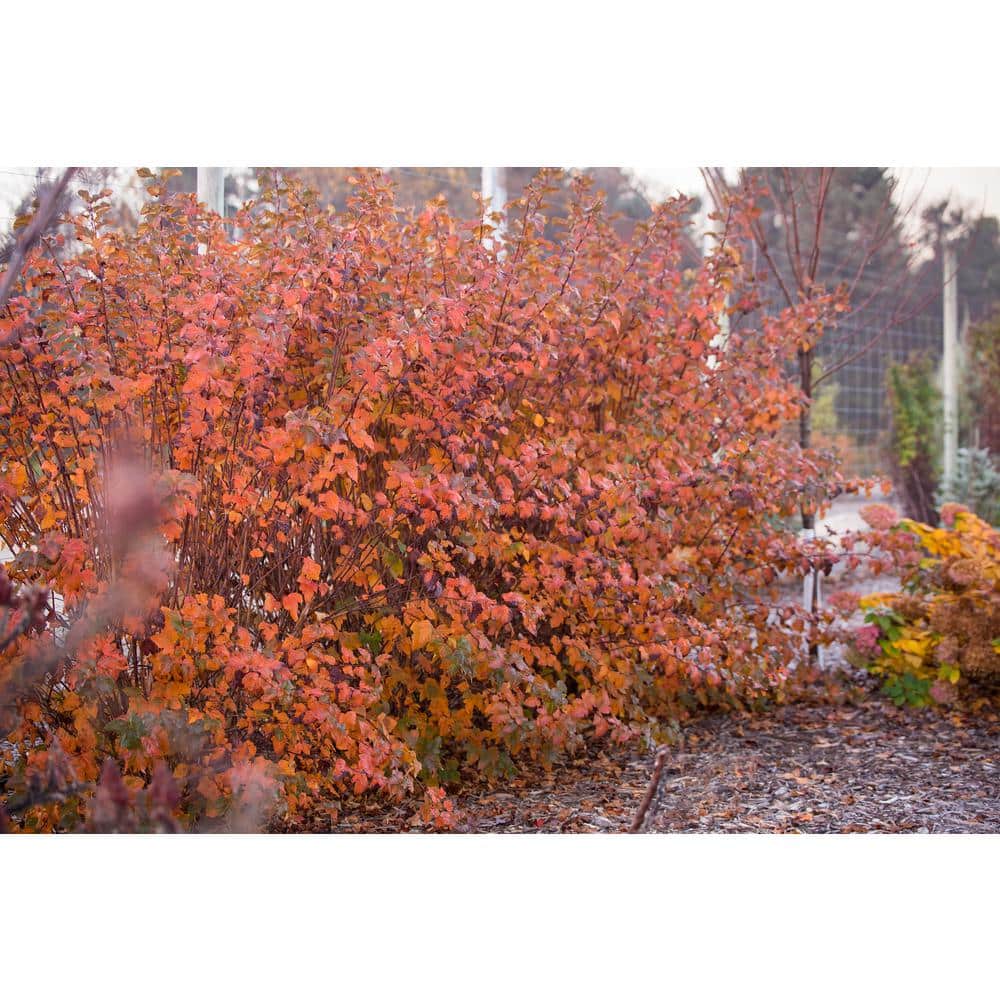 2 Gal. Amber Jubilee Ninebark (Physocarpus) Live Shrub with White Flowers - Hercitys