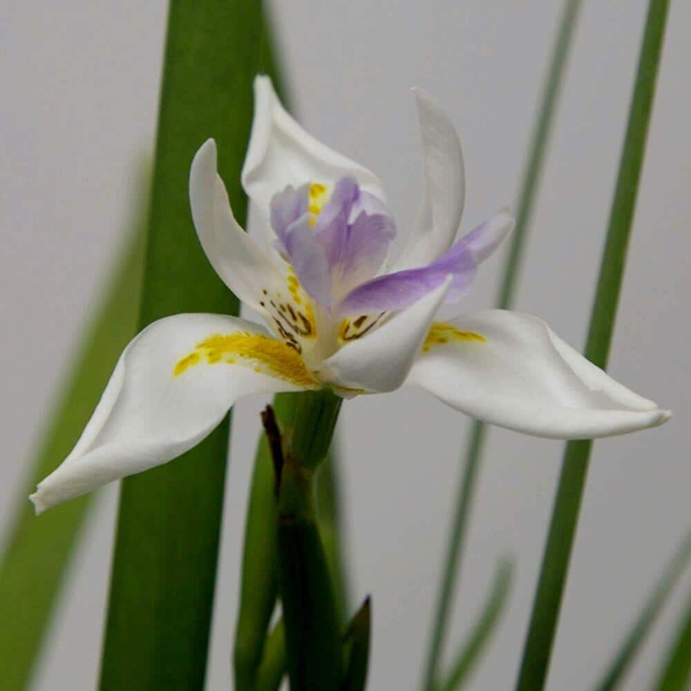 2.5 Qt. White African Iris With White Blooms Featuring Yellow and Purple Highlights, Live Evergreen Plant - Hercitys