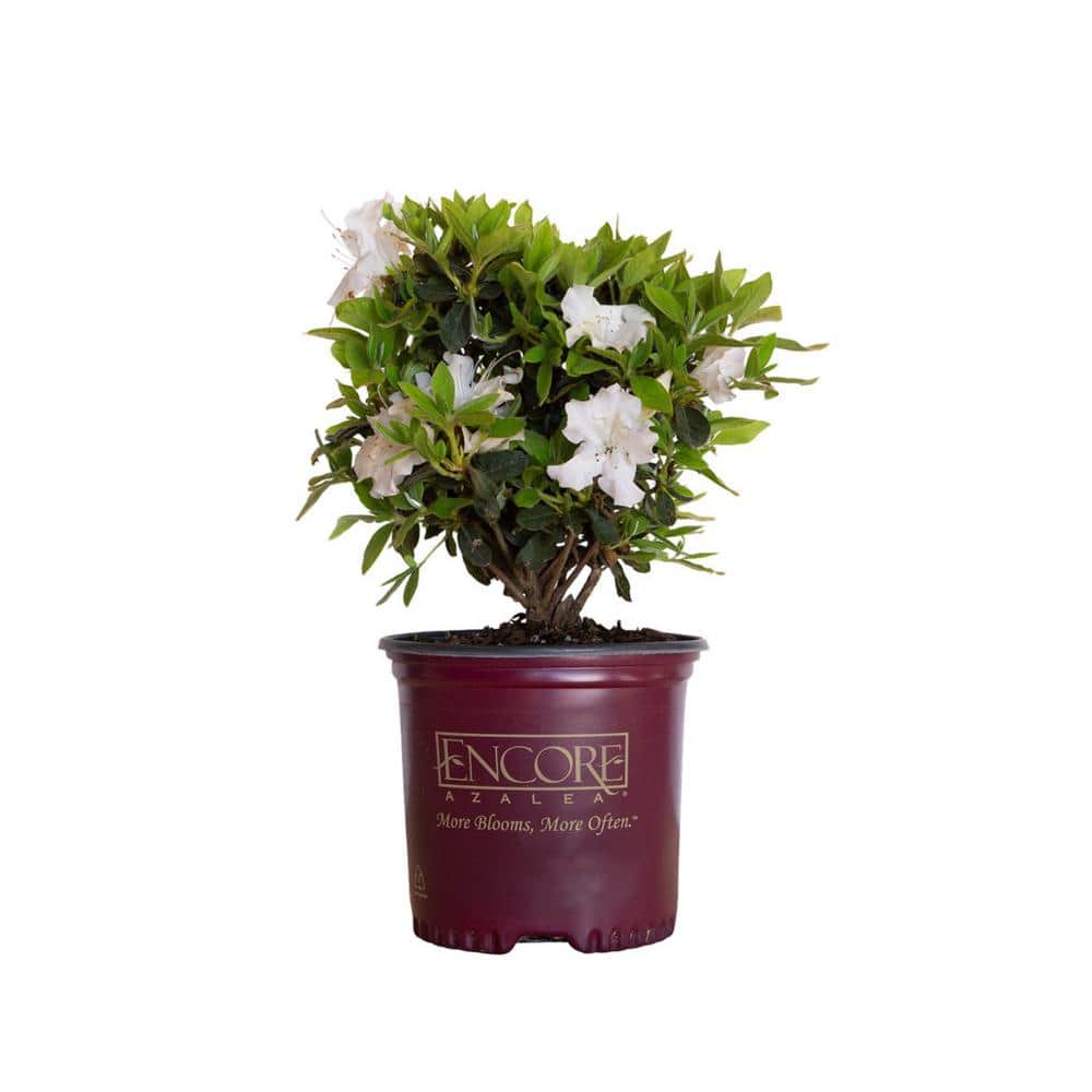1 Gal. Autumn Lily Shrub with Brilliant White and Purple Streaking Reblooming Flowers - Hercitys