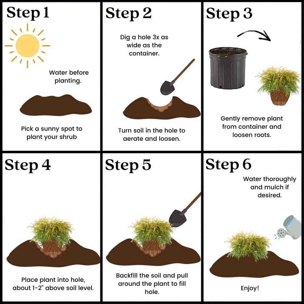 2.5 Qt. Gold Mop False Cypress Shrub with Golden Foliage - Hercitys